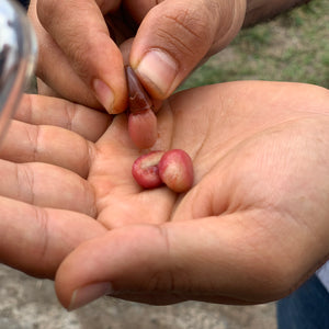 Colombia El Indio